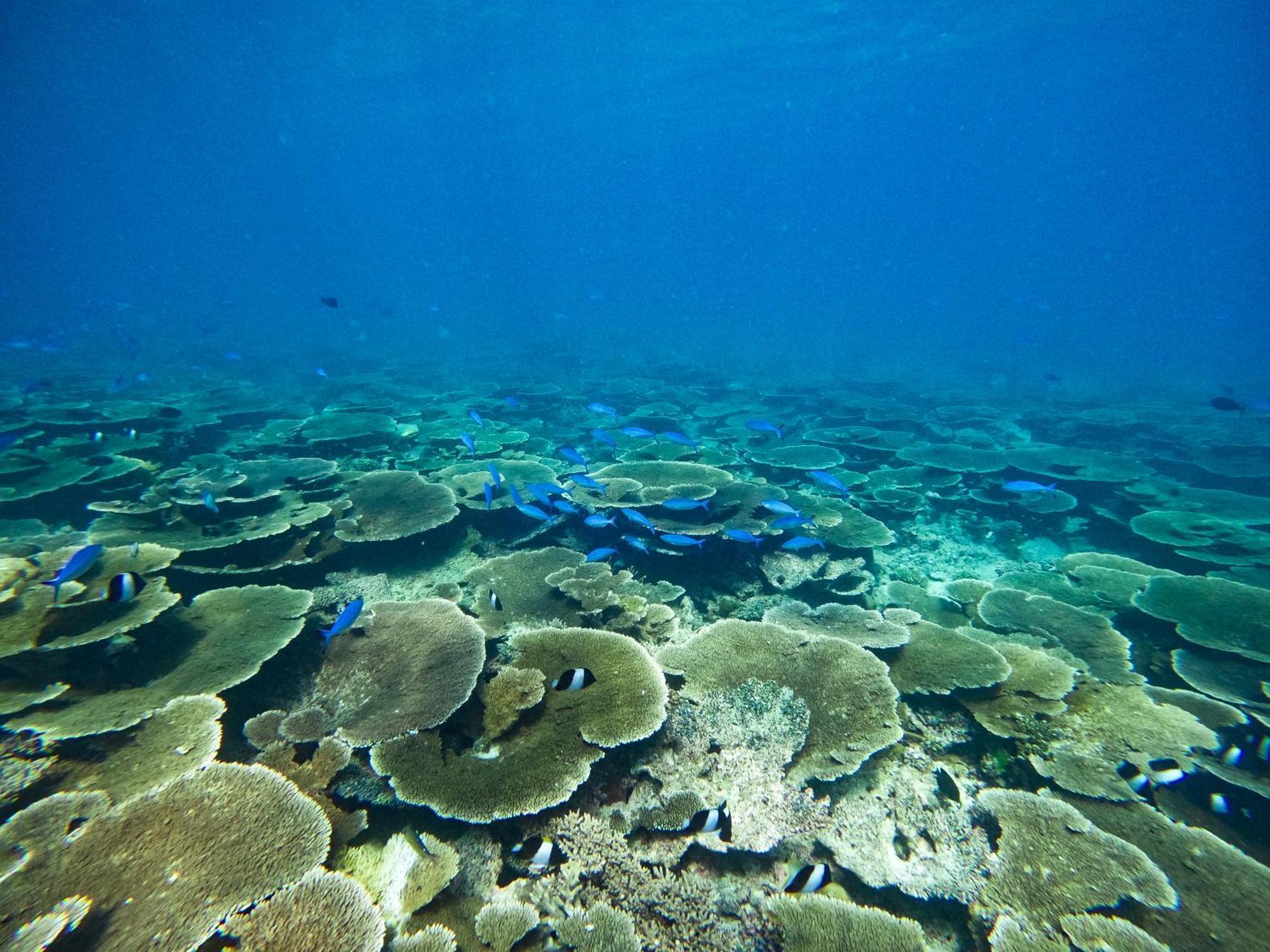 Hotel Manta Sea View Himandhoo Zewnętrze zdjęcie