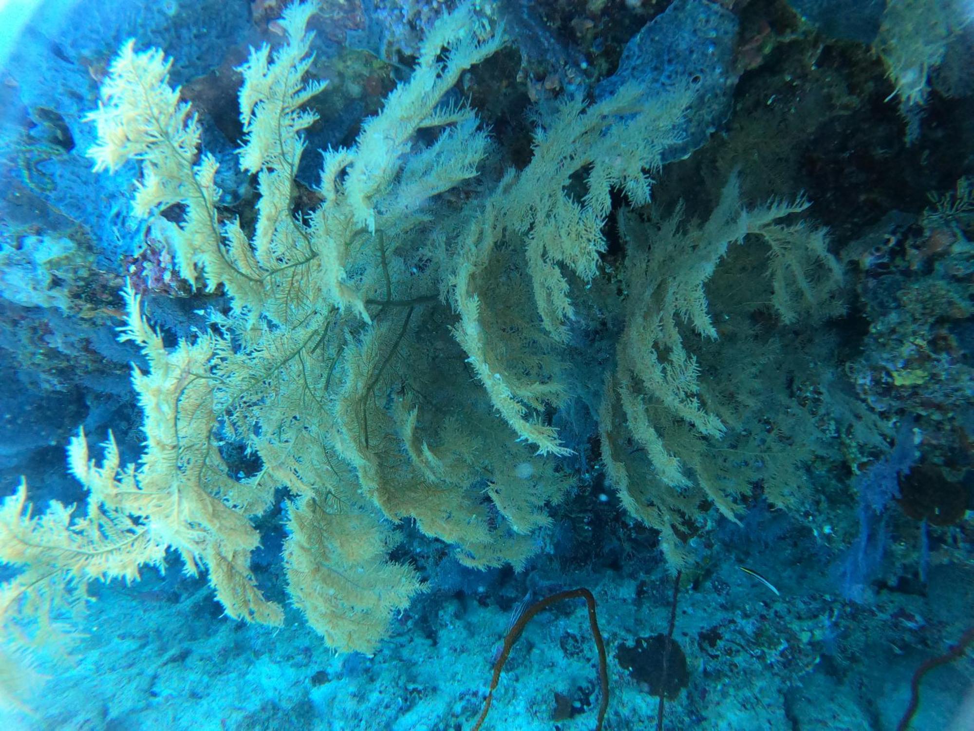 Hotel Manta Sea View Himandhoo Zewnętrze zdjęcie